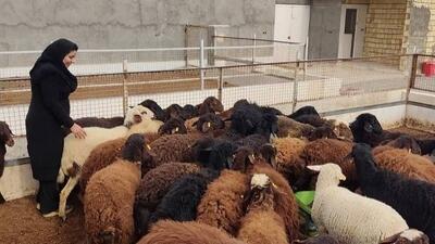 قیمت گوسفند زنده در عید قربان اعلام شد