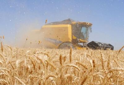 پیش بینی خرید تضمینی حدود ۴۲۰ هزار تن گندم در خراسان رضوی
