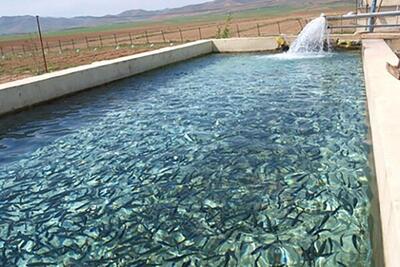 افزایش ۳۵ درصدی تولید ماهیان سردابی در لرستان