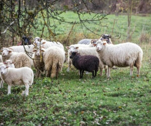 گوسفند قربانی عروس نر باشه بهتره یا ماده؟