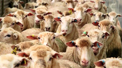 قیمت گوسفند قربانی در تهران اعلام شد