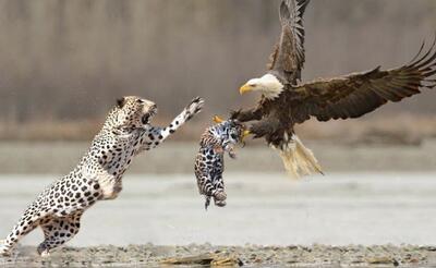 نبرد دیدنی یوزپلنگ و عقاب پس از شکار توله‌اش | رویداد24