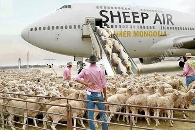 جابه‌جایی‌های جانکاه؛ گوسفندارو با جت شخصی از چراگاه میبرن کارخونه تا قصابی بشن