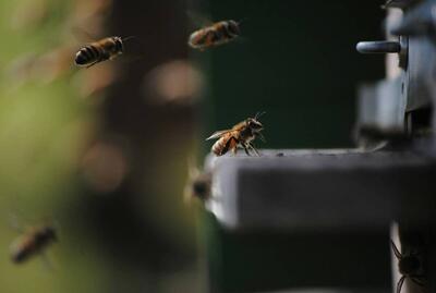 نقش جالب زنبورهای عسل در تشخیص سرطان ریه