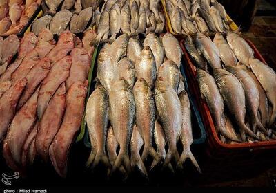 تولید سالانه 400 تن ماهی در سیازاخ دیواندره- فیلم فیلم استان تسنیم | Tasnim