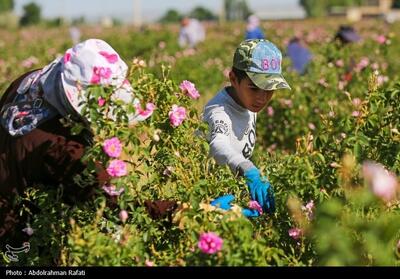 برداشت گل محمدی از مزارع استان همدان- عکس صفحه استان تسنیم | Tasnim