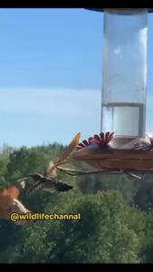 ویدئو/ آخوندک یک مرغ مگس‌خوار را شکار کرد!