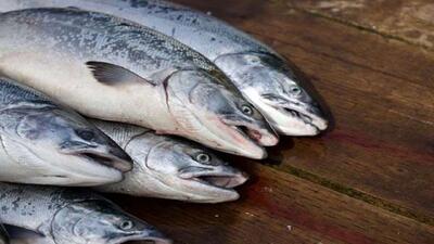 افزایش ۳۵ درصدی تولید ماهیان سردابی در لرستان