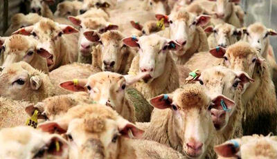 این گوسفند عجیب ۳ میلیارد تومان قیمت گذاری شد!/ تصویر
