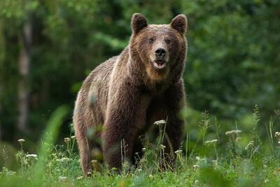تصاویری دیدنی از حضور خرس قهوه‌ای در منطقه مسکونی تالش (فیلم)