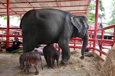 تولد نادر  فیل های دوقلو در تایلند/ حمله فیل مادر به نوزاد (فیلم)