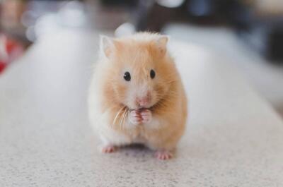 درمان سرطان ریه را در موش‌ها