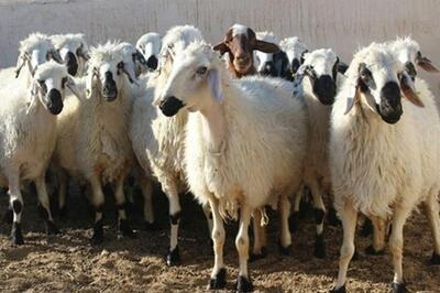 اعلام قیمت گوسفند زنده در آستانه عید قربان