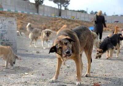 دادستان علیه شهردار فومن اعلام جرم کرد/ علت: جمع‌آوری نکردن سگ‌ها