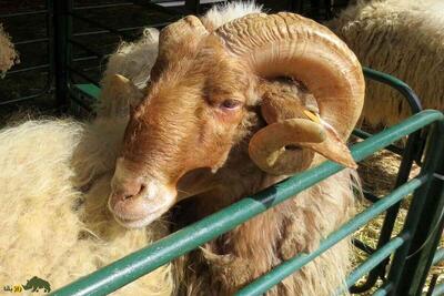 (تصاویر) «عواسی»؛ گوسفند مشهور عراقی که بزرگترین گوسفند «شیرده» خاورمیانه است