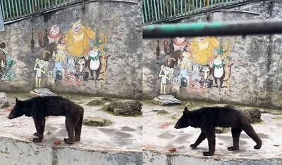 (ویدئو) بدبخت‌ترین خرس جهان!