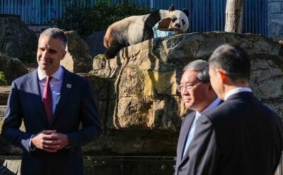(ویدئو) دیپلماسی پاندا بین چین و استرالیا برای بهبود روابط