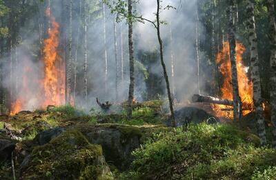 ۸ استان رکورددار آتش‌سوزی در جنگل‌ها