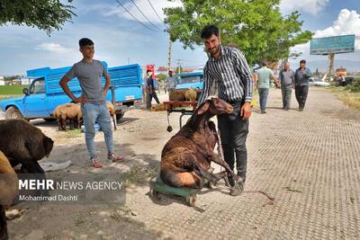 تصاویر: بازار فروش دام عید قربان در اردبیل
