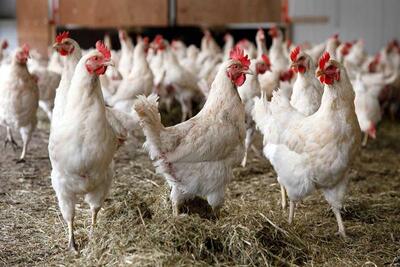 سهم بالغ بر 97 درصدی مرغ از بازار گوشت طیور کشور