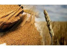 خرید ۶۵ هزار تن گندم از کشاورزان مازندرانی