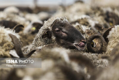 گوسفند قربانی در بازار کرمانشاه چند؟