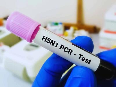 ویروس فوق حاد آنفلوانزای پرندگان H5N1 در شیر خام کاهش یافت