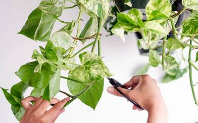 فوت و فن های هرس کردن گیاهان آپارتمانی: راهنمای جامع برای داشتن گیاهانی شاداب و سرسبز