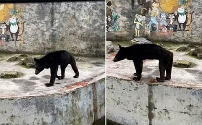 ویدئوی غمگین ترین خرس جهان | رویداد24