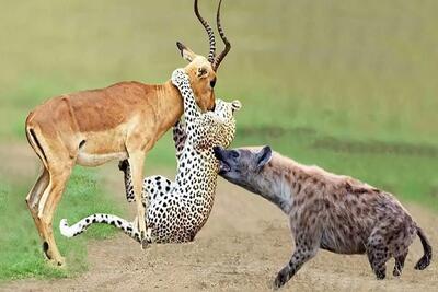 جنگ قدرت؛ پلنگ آهو شکار کرد موقع فرار از دست کفتار شیر سفاک شکارشو قاپ زد