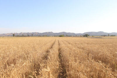 افزایش ۴۹ درصدی عملکرد گندم در طرح جهش تولید در دیمزارها| عملکرد نخود و عدس ۴۰ درصد رشد یافت