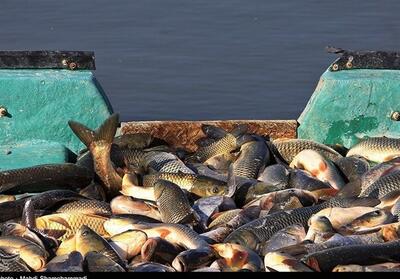 احیای طرح راکد برای تولید 400 تن ماهی در دیواندره+فیلم - تسنیم