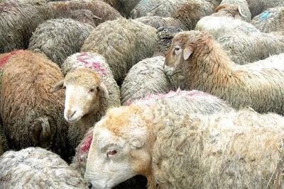 قیمت گوسفند زنده امروز 27 خرداد 1403 در آستانه عید قربان اعلام شد.