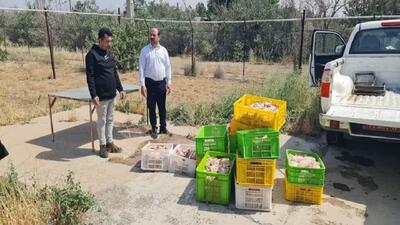 معدوم سازی بیش از ۵۰۰ کیلو مرغ غیر قابل مصرف در تاکستان