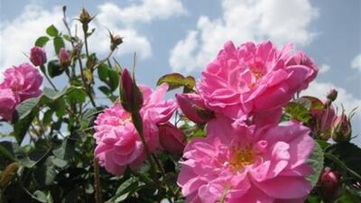 پیش بینی برداشت ۳۵۰ تن گل‌ از باغستان‌های گل محمدی رابر
