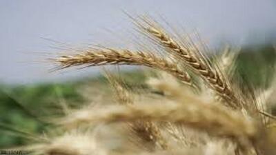 پیش‌بینی خرید تضمینی ۶۵ هزار تن گندم در اسدآباد