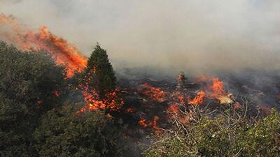آتش سوزی در جنگل‌های شهر مصیری