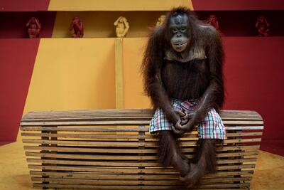 تصویر اورانگوتان منتظر، برنده جایزه مسابقه عکاسی محیط‌زیست ۲۰۲۴ شد - زومیت