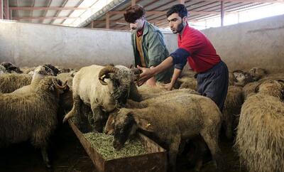 قیمت هر کیلو گوشت دام زنده در عید قربان اعلام شد