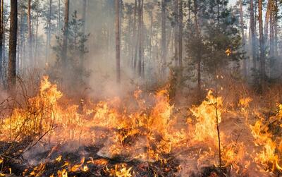 دود غلیظ ناشی از آتش‌سوزی جنگل‌های قبرس (فیلم)