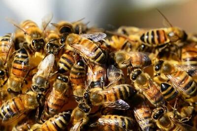 زنبورها این سرطان در انسان را بو می کشند