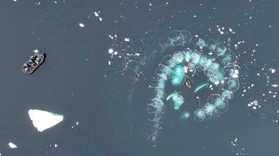 تصویر هوایی از  شکار طعمه توسط نهنگ‌های گوژپشت | ویدئو
