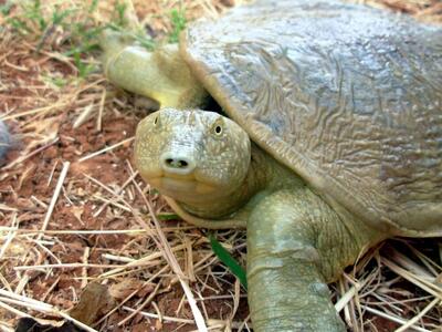 ثبت زیستگاه جدید برای «لاک‌پشت فراتی» در خوزستان