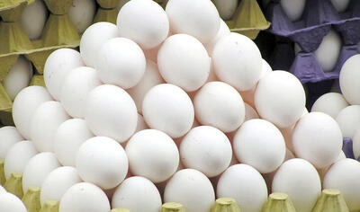قیمت تخم مرغ در بازار تهران مشخص شد