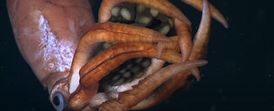 ماهی‌مرکب غول‌پیکر با تخم‌هایی در دست در دام دوربین‌ها افتاد/ فیلم