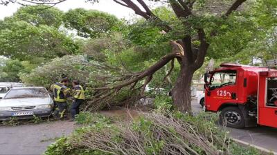 ببینید | سقوط درخت روی یک خودرو در تاکستان بر اثر وزش باد شدید