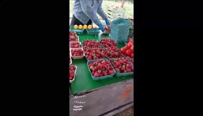 رونمایی یونا تدین از خرید و فروش میوه از باغات کانادا در شهر ویکتوریا  / بازار میوه ایی که تجربه نکرده اید