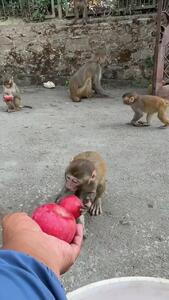 نظم عجیب در غذا خوردن میمون ها+ فیلم