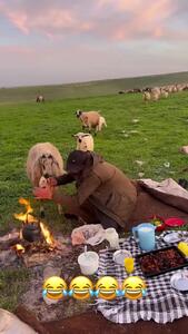فیلمی خنده دار از لحظه دزدیدن غذای چوپان توسط گوسفند گله +فیلم