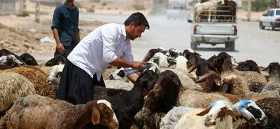 قیمت گوسفند امروز دوشنبه ۲۸ خرداد ۱۴۰۳ | قیمت دام زنده امروز + جدول